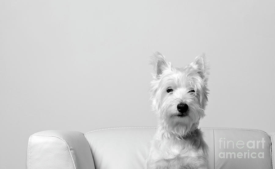 Dog Photograph - Westie on White III by Edward Fielding