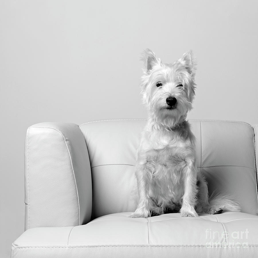 Westie on White Leather Sofa Photograph by Edward Fielding
