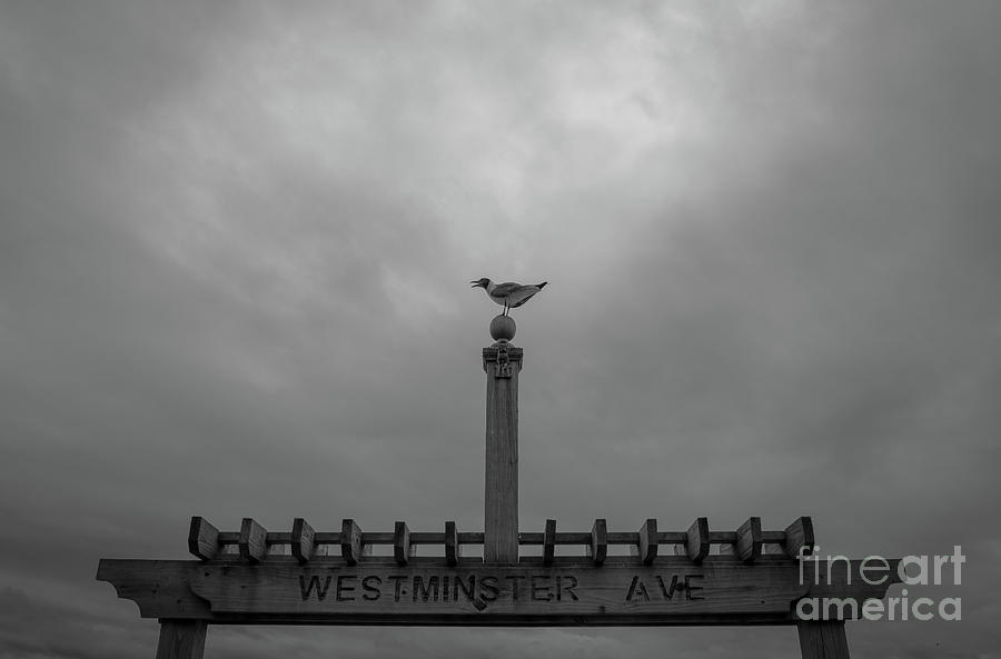 Westminster Ave Bw Photograph