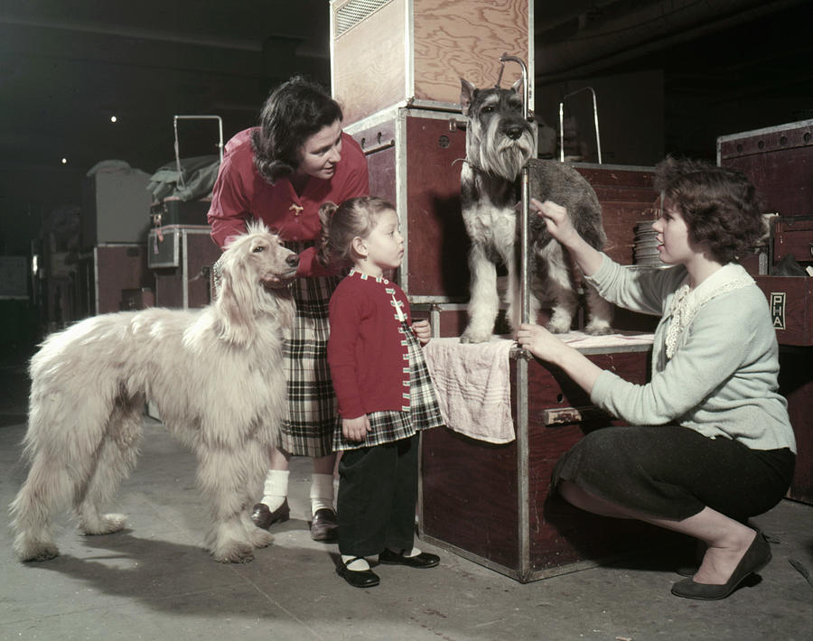 Westminster Kennel Club Dog Show Photograph by Michael Ochs Archives