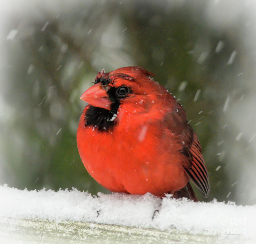 Wet and Wild - Male Northern Cardinal  Photograph by Kerri Farley