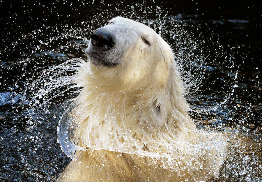 Action Photograph - Wet Blonde by Riekus Reinders Action Photograph - Wet Blonde by Riekus Reinders