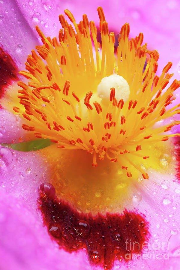 Wet Cistus flower beautiful macro detail Photograph by Simon Bratt