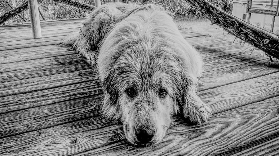 Wet Dog Beau Photograph by Ivars Vilums