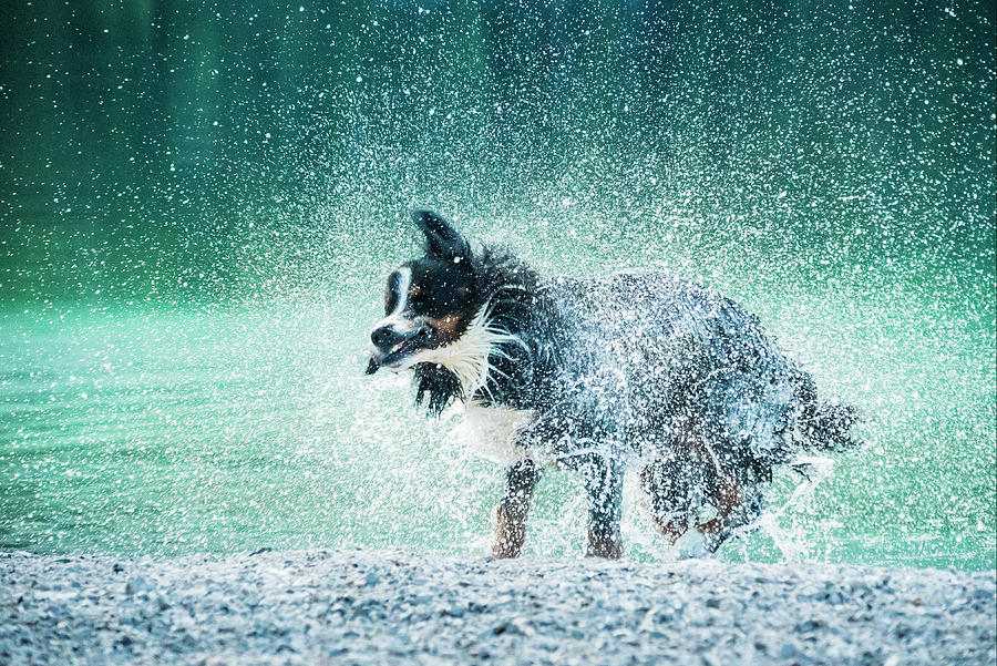 Wet Dog Digital Art by Manfred Bortoli
