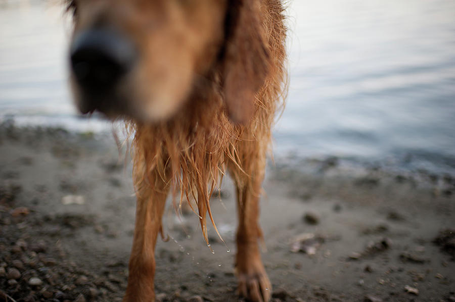 Wet Dog Photograph by Stacey Montgomery Photography