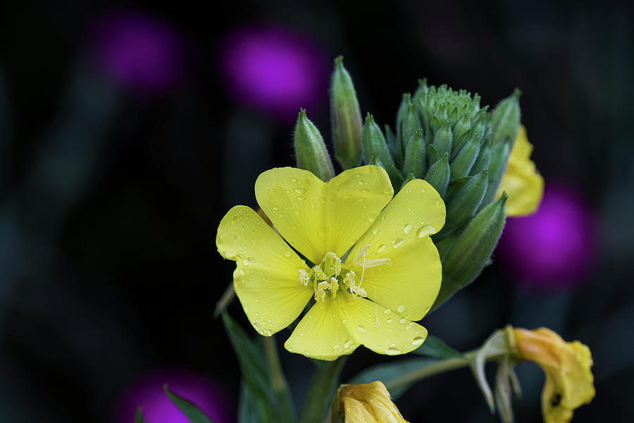 Wet Evening Primrose by Robert Potts Wet Evening Primrose by Robert Potts
