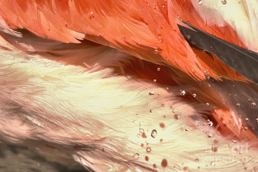 Wet Flamingo Feathers Photograph by Adam Jewell