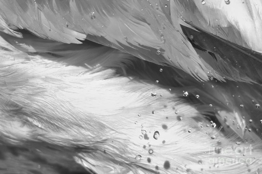 Wet Flamingo Feathers Black And White Photograph by Adam Jewell