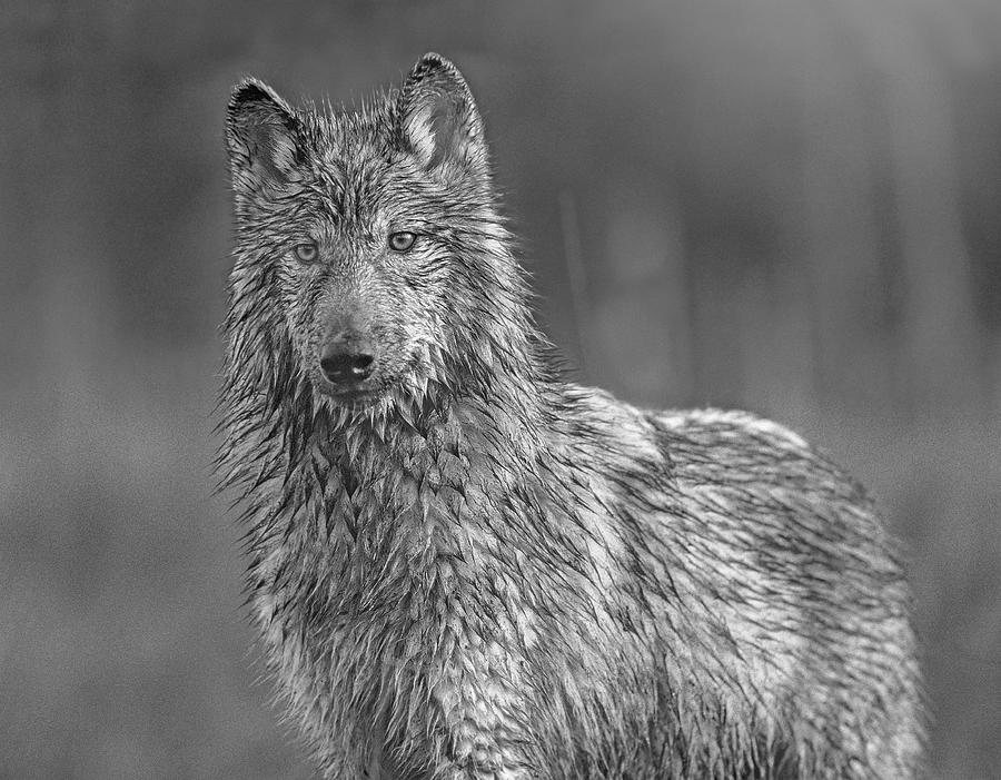 Wet Gray Wolf Photograph by Tim Fitzharris
