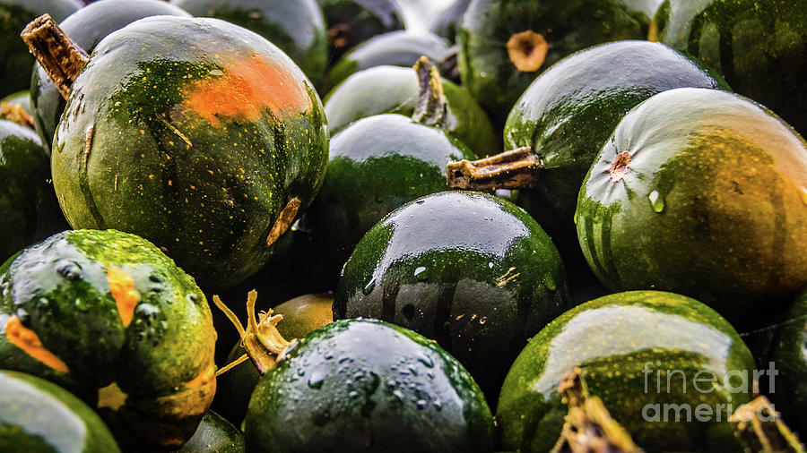 Pumpkin Photograph - Wet green pumpkins by Lyl Dil Creations