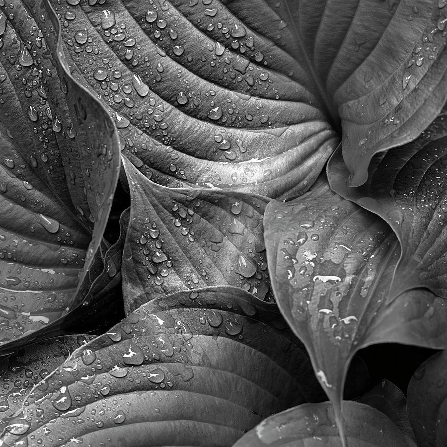Wet Hosta by Patrick M Lynch Wet Hosta by Patrick M Lynch