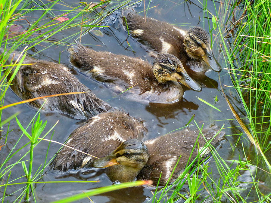 Wet Juvenile Mallard Ducks Photograph by Lyuba Filatova
