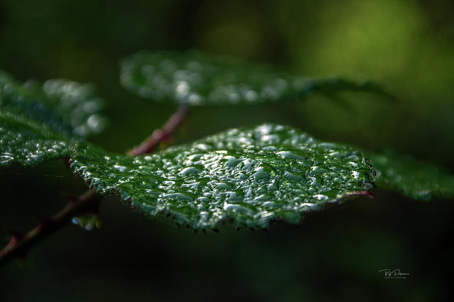 Wet Leaf Photograph by Bill Posner