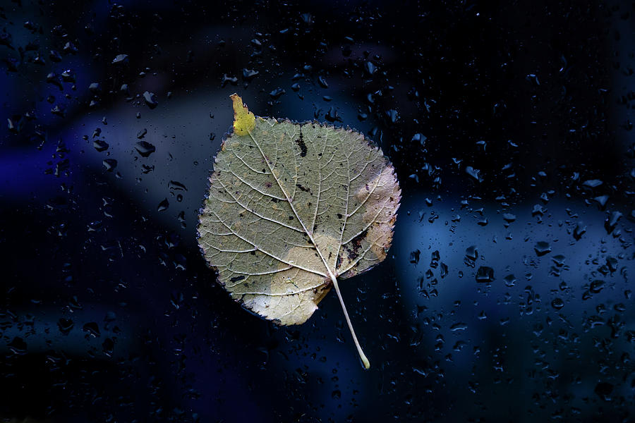 Wet Leaf on Car Window Photograph by Robert Ullmann