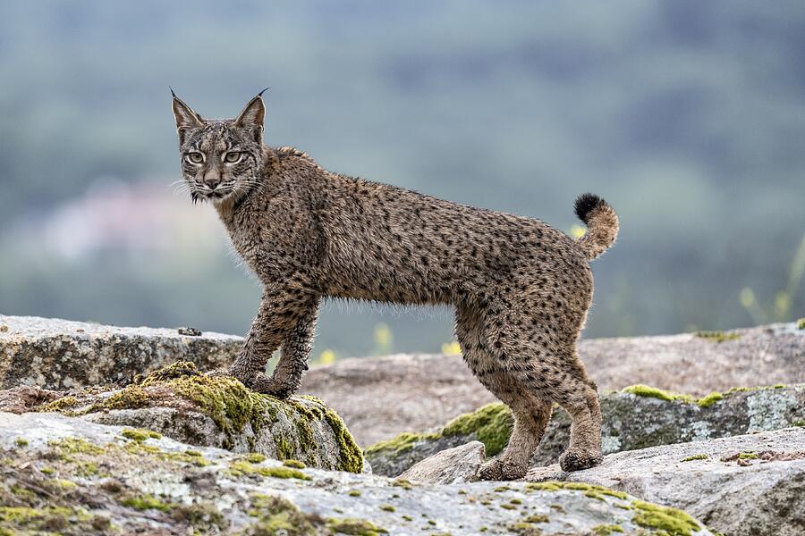 Wet Lynx Photograph by Jose Curto