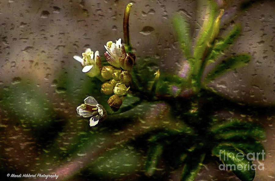 Wet Macro Weed by Mandi Hibberd Wet Macro Weed by Mandi Hibberd