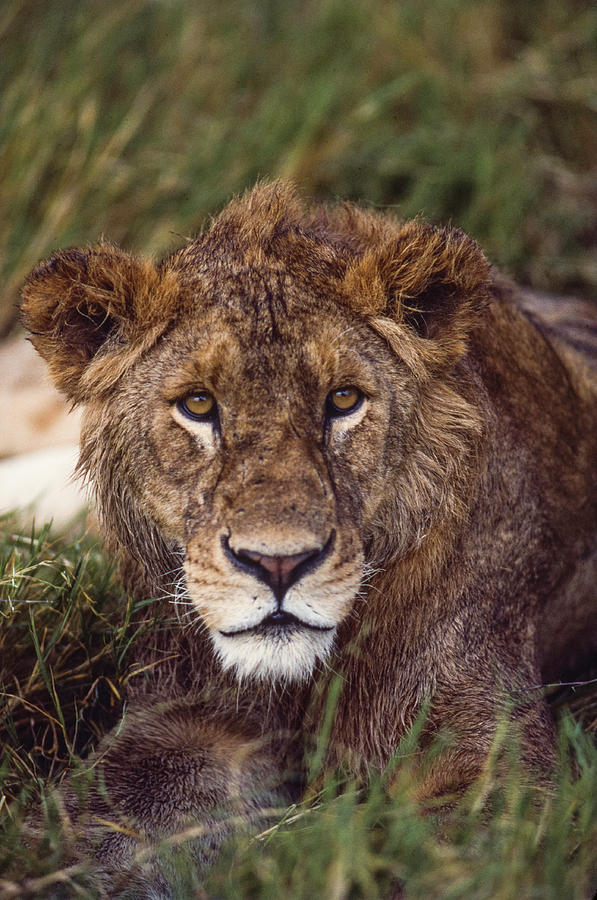 Wet male lion Photograph by David L Moore