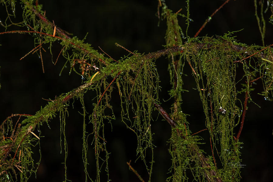 Wet Moss Photograph by Bill Posner