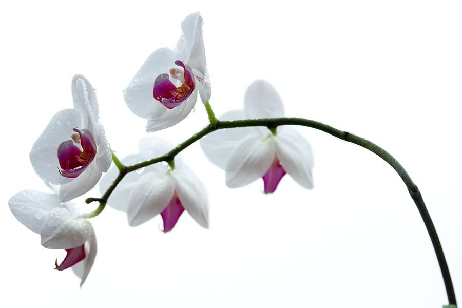 Wet Orchid Focus On Flowers Photograph by Republica