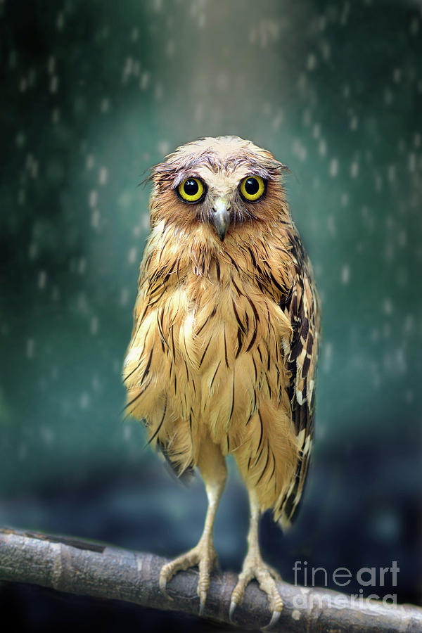 sad wet owl