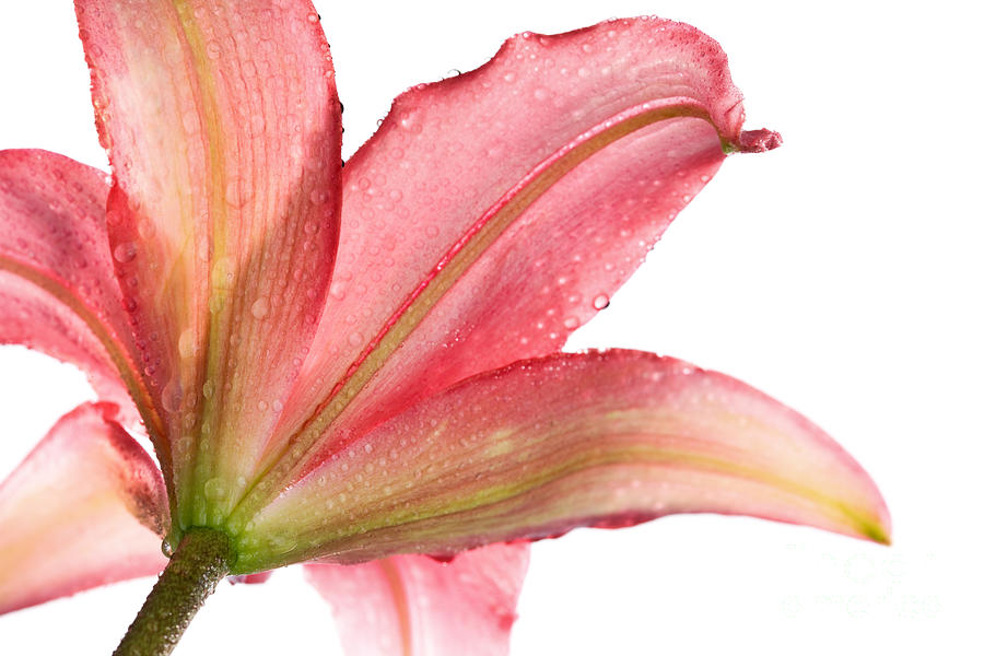 Macro Photograph - Wet Pink Lily From Below Against White by Johan Swanepoel Macro Photograph - Wet Pink Lily From Below Against White by Johan Swanepoel