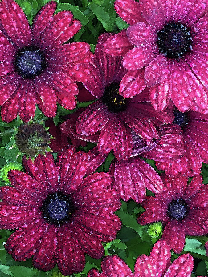 Wet Purple Flowers Photograph by Patricia Teel
