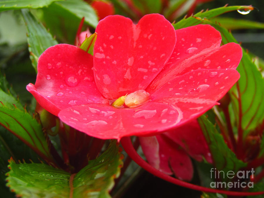 Wet Red Photograph by Robert Knight