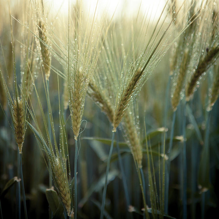 Wet Wheat Photograph by Bjuhasz
