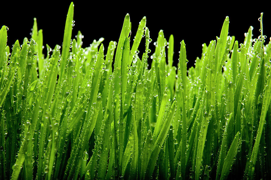 Wet Wheat Grass On Black Photograph by Chris Stein