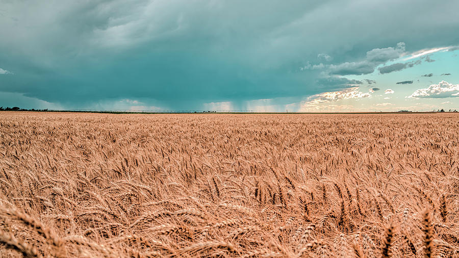 Wet Wheat Photograph by Laura Hedien