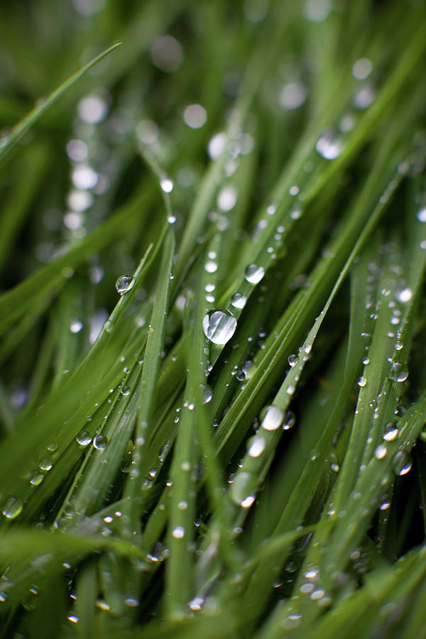 Wet_grass Photograph by Peter Chadwick Lrps