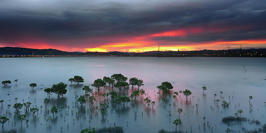 Wetland Photograph by Copyright Of Eason Lin Ladaga