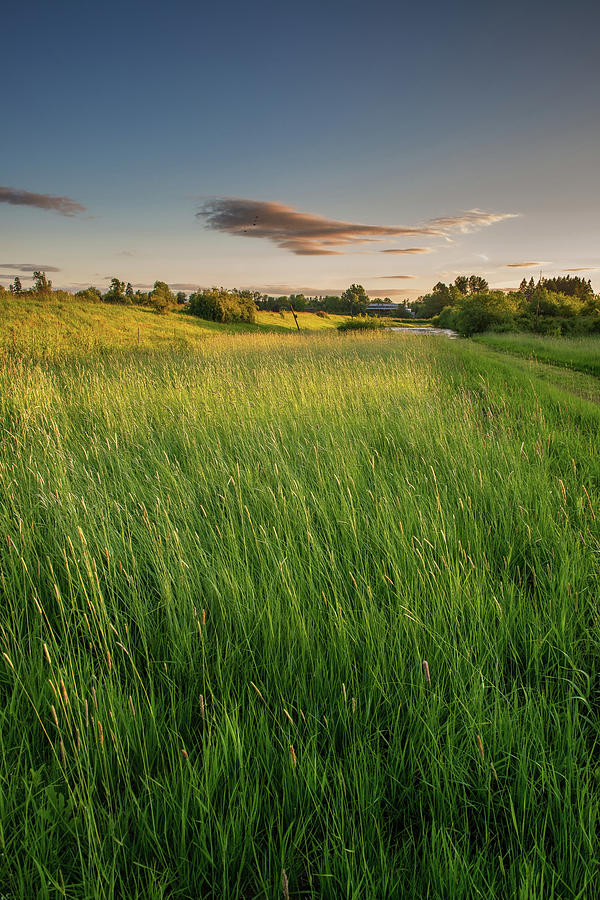 Wetland Grass At Sunset Photograph by Jason Harris