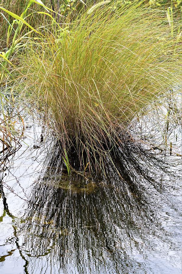 Wetland Grasses and Reflections Photograph by Warren Thompson