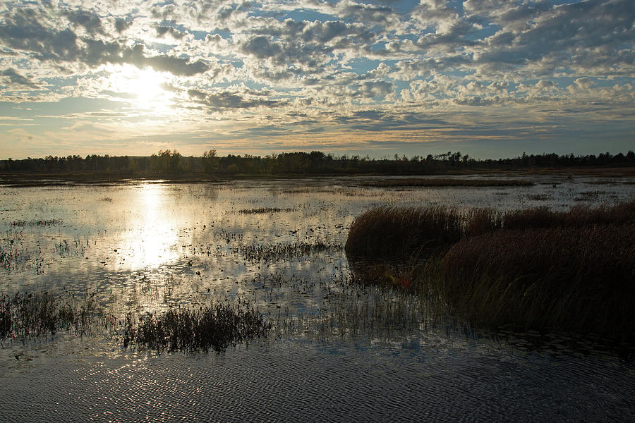 Wetland Refuge Photograph