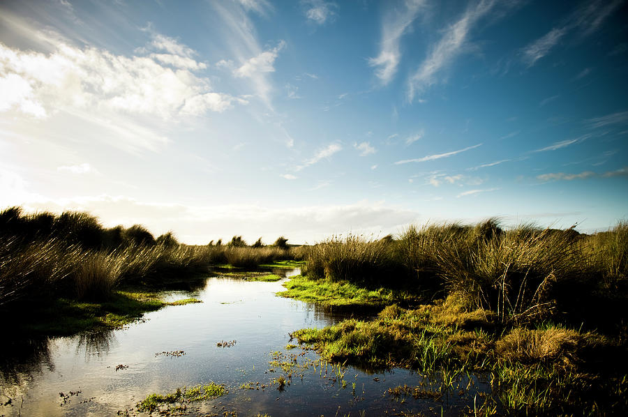 Wetland Swamp With Tufts Of Grass In Photograph by Kimeveruss
