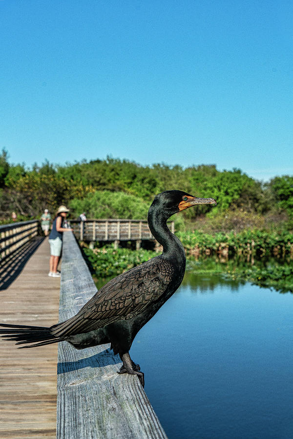 Wetlands, Delray Beach, Florida Digital Art by Laura Zeid