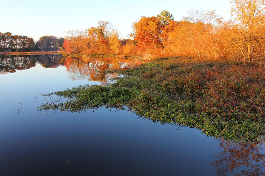 Wetlands In Fall Photograph by Threespeedjones