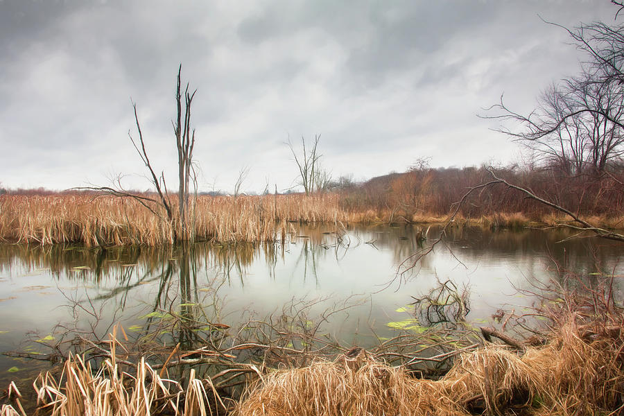 Tree Photograph - Wetlands on a Dreary Day by Tom Mc Nemar