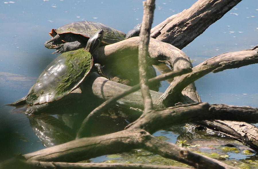 Wetlands Turtles Photograph by Richard Bevevino | Pixels