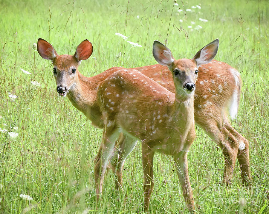 Weve Been Spotted Photograph by Amy Porter Weve Been Spotted Photograph by Amy Porter
