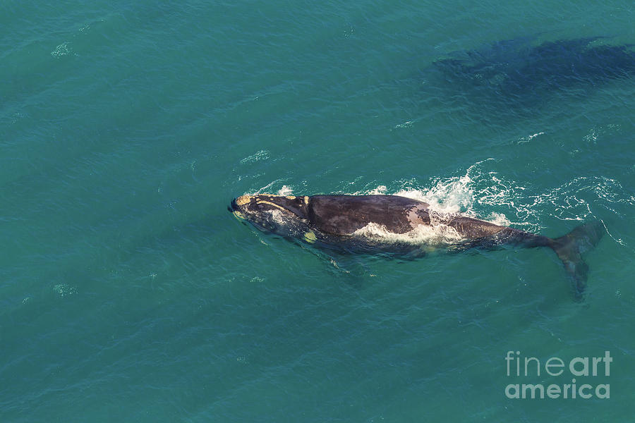 Whale aerial view Photograph by Benny Marty
