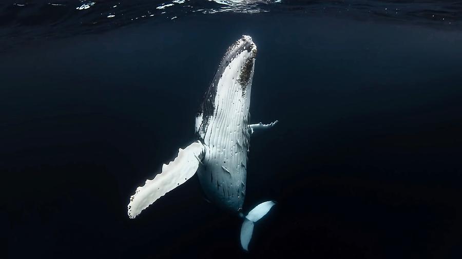 Underwater Photograph - Whale Ballet Of Sea Of Cortez by Serge Melesan Underwater Photograph - Whale Ballet Of Sea Of Cortez by Serge Melesan