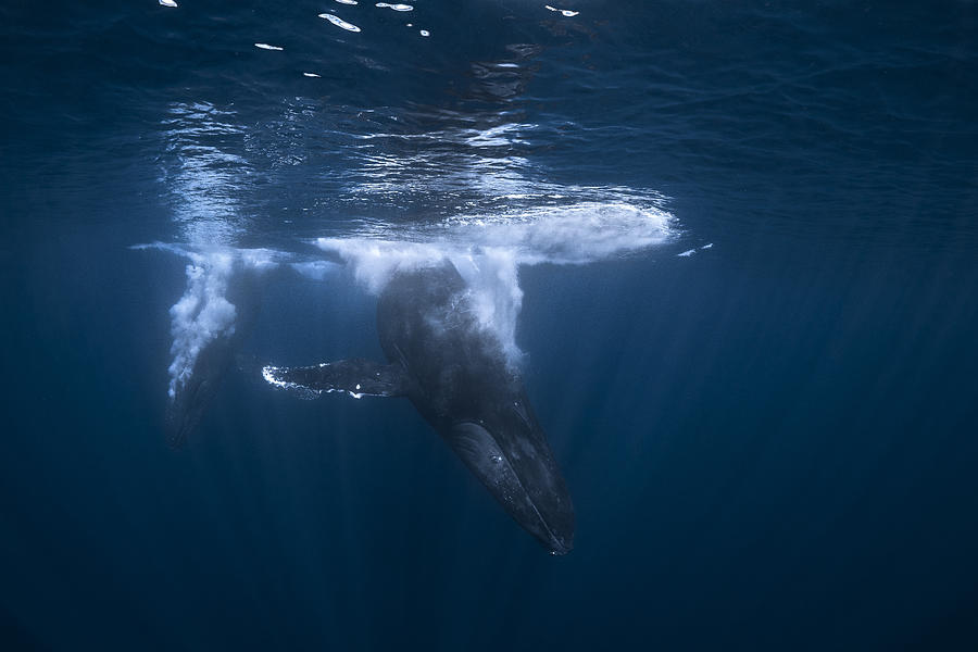 Whale Battle Photograph by Barathieu Gabriel