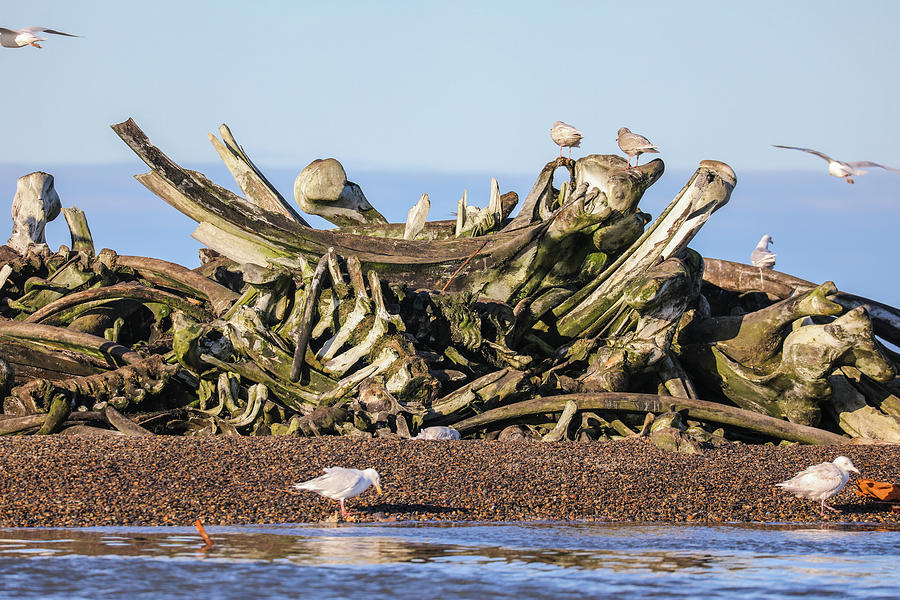 Whale Bone Pile Photograph by Juli Ellen