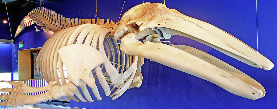 Whale Bones 2 Photograph by Ron Kandt