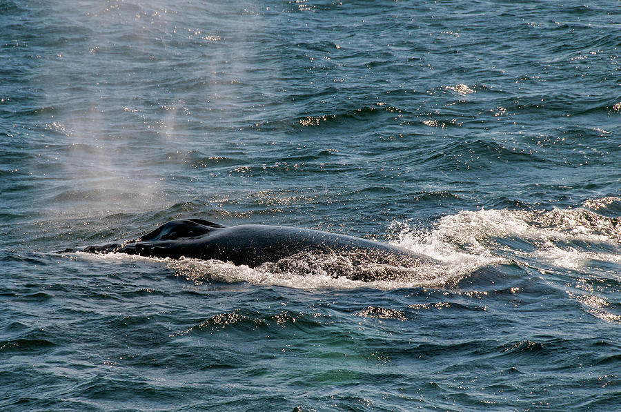 Whale, Breathing Photograph by Dimitris Sivyllis - Fine Art America