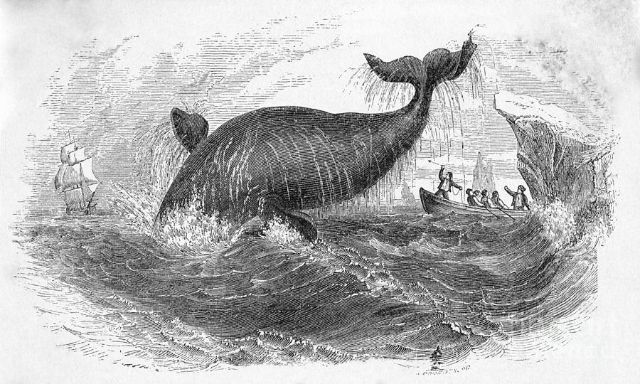 Whale Breeching Photograph by Bettmann Whale Breeching Photograph by Bettmann