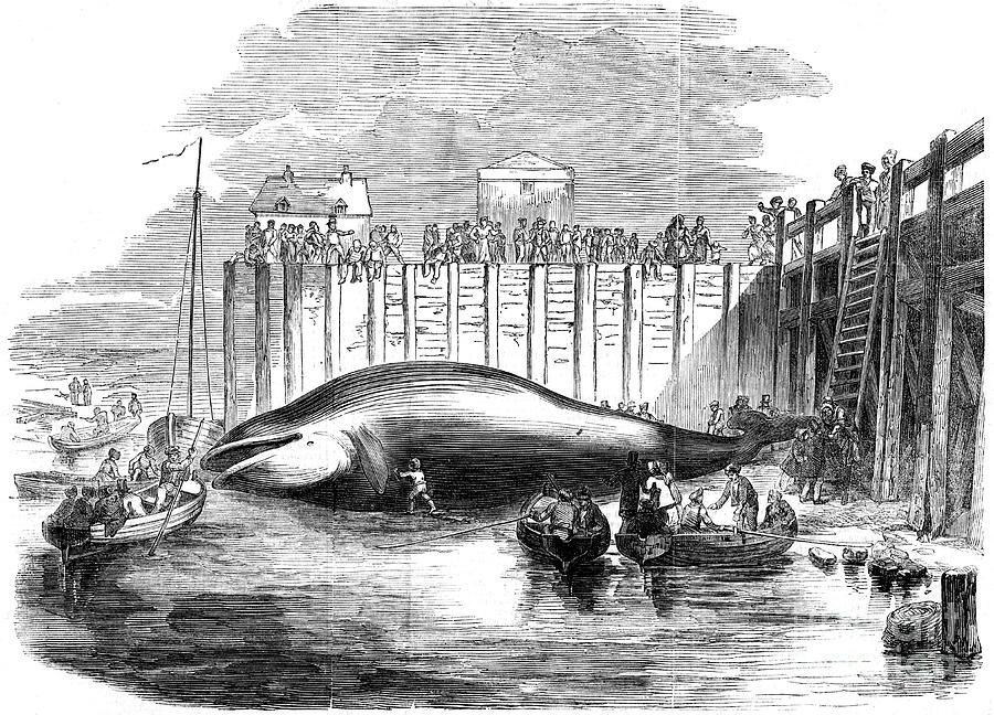 Whale Captured In The Thames, Grays Drawing by Print Collector